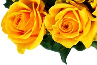 Obrázek “http://www.pragaflowers.cz/pict/kytka1a.jpg” nelze zobrazit, protože obsahuje chyby.